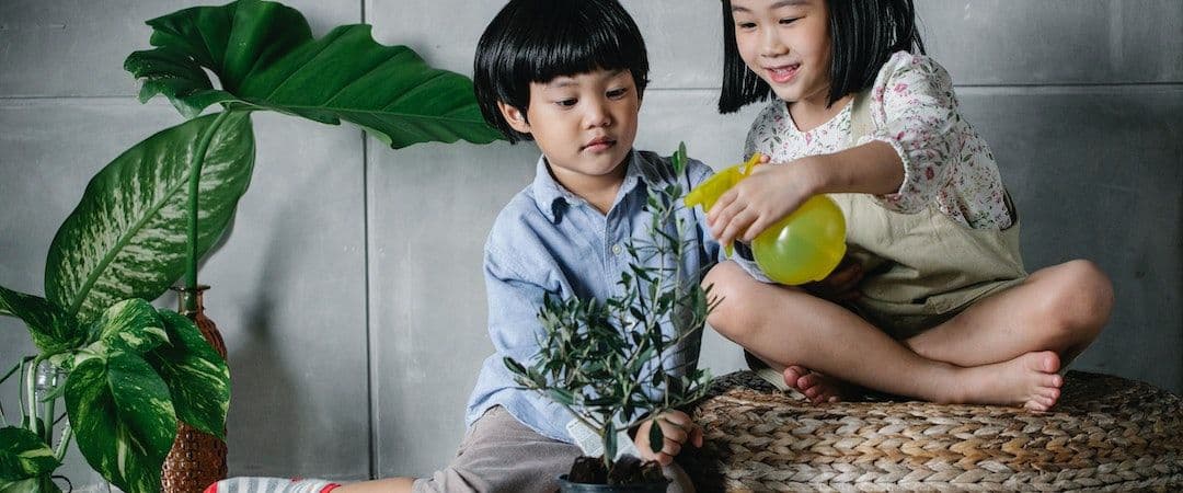 right-way-to-water-indoor-plants