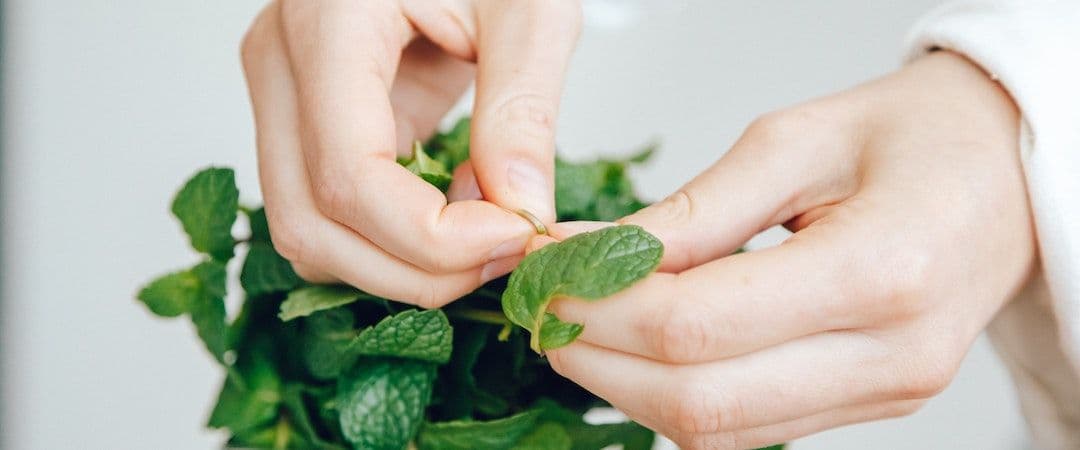 mint-leaves-and-digestion-separating-fact-from-fiction